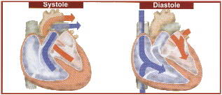 Systole et diastole